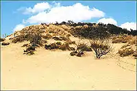 Hoge Blekker, highest dune on the Flemish coast