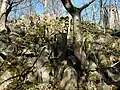 Basaltic blocks on the summit of the Hohe Acht