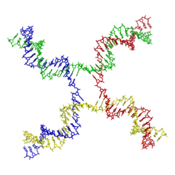 Molecular structure of a Holliday junction. From PDB: 3CRX​.