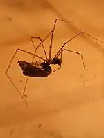 A marbled cellar spider (Holocnemus pluchei) carrying prey.