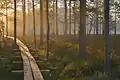 Wooden walkway near the bog