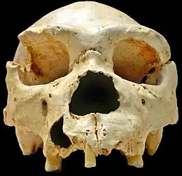 A photo of the Denisovan cranium found at Sima de los Huesos