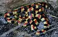 Homoroselaps type species; spotted harlequin snake (H. lacteus)