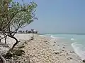 Waterfront structure, with black mangrove on left