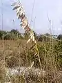 Sea oats