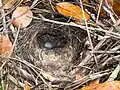 Nest with egg in Borneo