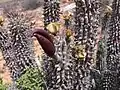 Hoodia gordoniI