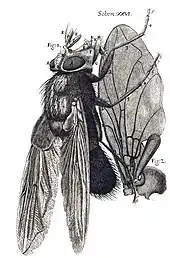 Hooke's drawing of a blue fly