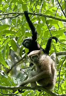 Black gibbon and brown gibbon