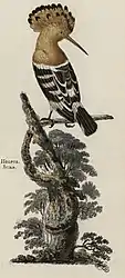 The Hoopoe bird was recorded as residing in Britain in the 18th century