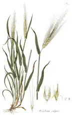 Botanical illustration of barley