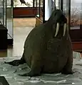 Canadian walrus