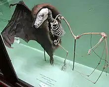 A preserved fruit bat showing how the skeleton fits inside its skin