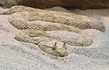 Horned desert viper (Cerastes cerastes)