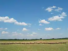 Herd of Racka sheep