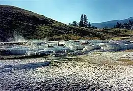 Elk on travertine terraces