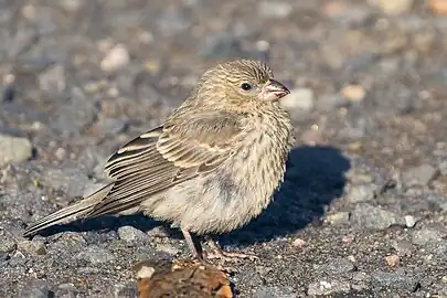 Adult female