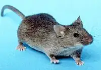 Ratón(Mus musculus)