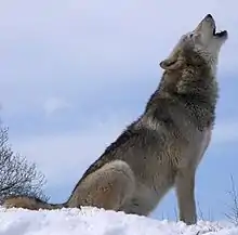 A wolf howling