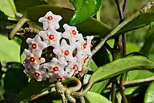 Hoya carnosa