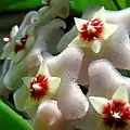 Closeup of flowers