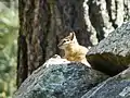 A ground squirrel endemic/native only to the Hualapai Mountain range.