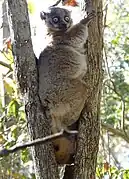 Gray lemur