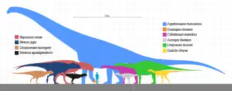 Silhouettes of dinosaurs from the Huincul Formation as size comparison