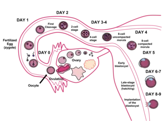 Timeline of human fertilization, ending with implantation of the blastocyst eight to nine days after fertilization.