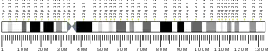 Chromosome 12 (human)