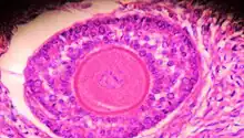 A histological slide of a human primary ovarian follicle in greater magnification