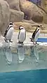 Humboldt Penguins at Jijamata Udyaan, Mumbai, India