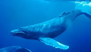 Humpback whale swimming under water