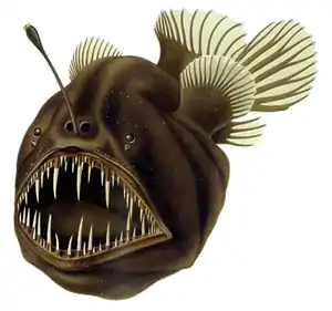 Ambush predator:anglerfish