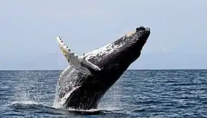 Humpback whale (megaptera novaeangliae)