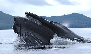 Humpback whale straining krill