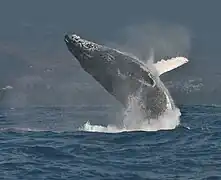 A Humpback whale off St-Gilles