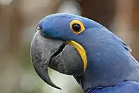 Close-up of head