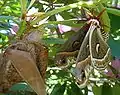 Adult male cecropia shortly after eclosion