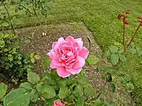 Hybrid Tea 'Capristrano', (Theodore John Morris, 1949) in Bush's Pasture Park