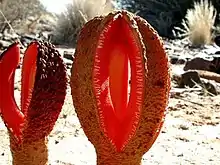 Flower of Hydnora africana  in Karasburg District, Namibia, 2002.