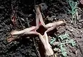 Hydnora johannis in flower  in Um Barona, Wad Medani, Sudan