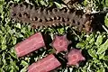 Hydnora triceps, roots at Gemsbokvlei Farm, Wolfberg Road, southeast of Port Nolloth, South Africa, 2003