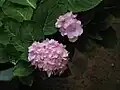 Hydrangea flowers from Kerala, India