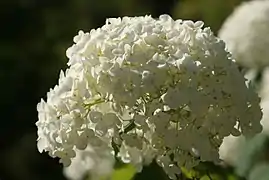 8" Annabelle Hydrangea Bloom. Hydrangea arborescens.