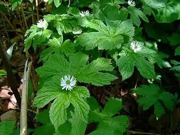 Goldenseal in flower