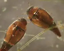 Specimens of Hydroscapha natans (Hydroscaphidae)