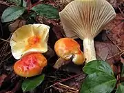 Hygrophorus speciosus