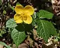 Forest poppy (Hylomecon vernalis)