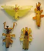 Display of adult females